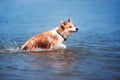 Red border collie running on a beach Royalty Free Stock Photo