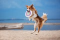 Red border collie running on a beach Royalty Free Stock Photo