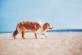 Red border collie running on a beach