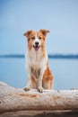 Red border collie running on a beach Royalty Free Stock Photo