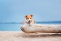 Red border collie running on a beach Royalty Free Stock Photo