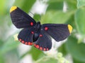 Red-bordered Pixie Butterfly Royalty Free Stock Photo