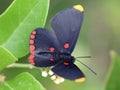 Red-bordered Pixie Butterfly Royalty Free Stock Photo