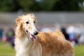 Red borzoi outdoor on dog show at summer Royalty Free Stock Photo