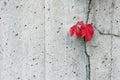 Red Boston Ivy on Concrete Wall Royalty Free Stock Photo