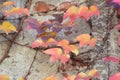 Red boston ivy leaves on concrete wall closeup view with selective focus on foreground Royalty Free Stock Photo