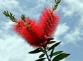 Red bottle brush or crimson flower