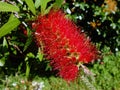 Red Bottle Brush Flower Royalty Free Stock Photo