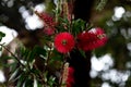 Red bottle brush flowers. Callistemon citrinus. Red bottle-brush tree (Callistemon) flower Royalty Free Stock Photo