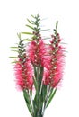 Red bottle brush flowers on white background