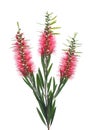 Red bottle brush flowers on white background Royalty Free Stock Photo