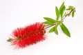 Red bottle-brush tree (Callistemon) Royalty Free Stock Photo