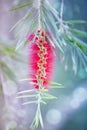 Red bottle-brush tree Callistemon flower Royalty Free Stock Photo