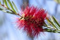 Red bottle-brush tree Callistemon flower. Australia Royalty Free Stock Photo