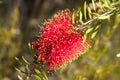 Red bottle-brush tree Callistemon flower. Australia Royalty Free Stock Photo