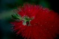 Red bottle-brush tree (Callistemon) flower. Bottlebrush Flower. Red bottle brush flowers