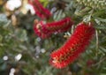 Red bottle-brush tree Callistemon flower Royalty Free Stock Photo