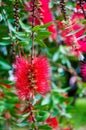 Red bottle-brush tree Callistemon flower Royalty Free Stock Photo