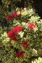 Red bottle-brush tree (Callistemon) flowers Royalty Free Stock Photo