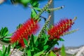A red bottlebrush bush (Callistemon). Red flowers Royalty Free Stock Photo