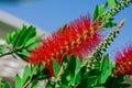 A red bottlebrush bush (Callistemon). Red flowers Royalty Free Stock Photo