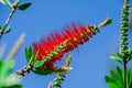 A red bottlebrush bush (Callistemon). Red flowers Royalty Free Stock Photo