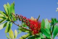 A red bottlebrush bush (Callistemon). Red flowers Royalty Free Stock Photo