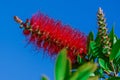 A red bottlebrush bush (Callistemon). Red flowers Royalty Free Stock Photo