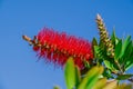 A red bottlebrush bush (Callistemon). Red flowers Royalty Free Stock Photo