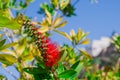 A red bottlebrush bush (Callistemon). Red flowers Royalty Free Stock Photo