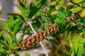 A red bottlebrush bush (Callistemon). Red flowers Royalty Free Stock Photo