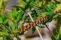 A red bottlebrush bush (Callistemon). Red flowers Royalty Free Stock Photo