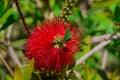 A red bottlebrush bush (Callistemon). Red flowers Royalty Free Stock Photo