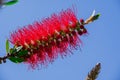 A red bottlebrush bush (Callistemon). Red flowers Royalty Free Stock Photo