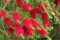 A red bottlebrush bush (Callistemon)