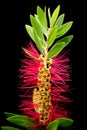 Red Bottlebrush Closeup Royalty Free Stock Photo