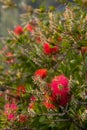 Red bottlebrush flower. Bottlebrush or Little John - Dwarf Callistemon Royalty Free Stock Photo