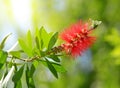 Red Bottlebrush flower Callistemon citrinus Royalty Free Stock Photo