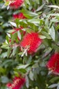 Red bottlebrush flower plant with green leaves and stamens in garden.