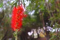 Red bottlebrush flower Royalty Free Stock Photo