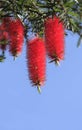 Red bottlebrush flower hanging from a tree Royalty Free Stock Photo