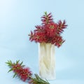 Red Bottlebrush flowers in a white vase Royalty Free Stock Photo