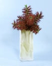 Red Bottlebrush flowers in a white vase closeup Royalty Free Stock Photo