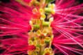 Red Bottlebrush Macro Royalty Free Stock Photo