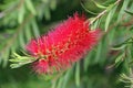 Red bottlebrush plant flowers in close up