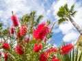 Red bottlebrush plant and a palm tree