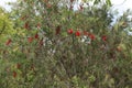 Red bottlebrush tree, Callistemon species have commonly been referred to as bottlebrushes Royalty Free Stock Photo