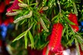 Red bottlebrush tree flowers Royalty Free Stock Photo