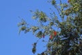 Red bottlebrush tree flowers, Callistemon citrinus Royalty Free Stock Photo