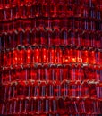 Red bottles background. Creative bar design. Wine bottles with red light. Winery decoration. Red wine concept. Alcohol drinks. Royalty Free Stock Photo